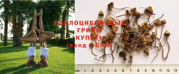 трава Белокуриха
